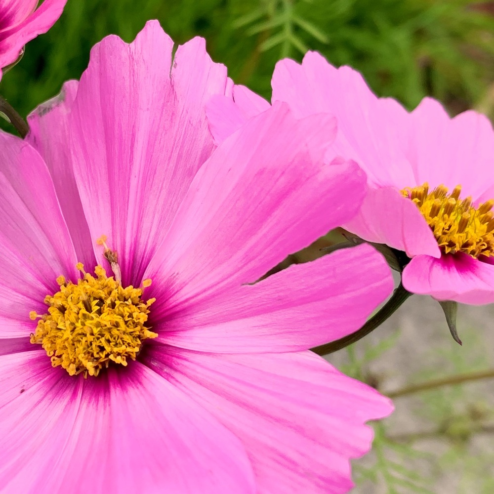 Meet your Posher, Charlotte